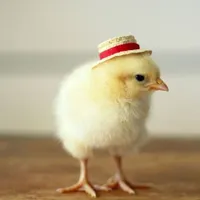 Poultry Feed Costing icon
