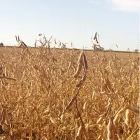 Tasagro 4.0 icon