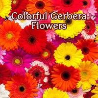 Colorful Gerbera Flowers Theme icon