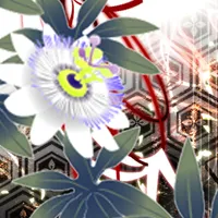 和風壁紙　金襴花菱 icon