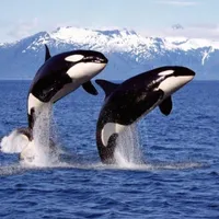 Killer Whale Sounds icon