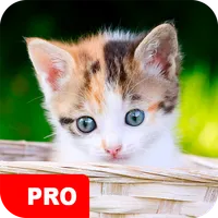 Kitten Wallpapers PRO icon