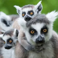 Lemur Sound Effects icon