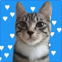 고양이 키우기 전에! icon