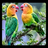 Lovebirds icon