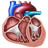 EchoCardio icon