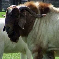 Kilimo na Mifugo icon