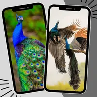 Peacock Wallpaper icon