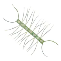 Phyto icon