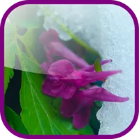 Frost flowers Wallpaper icon