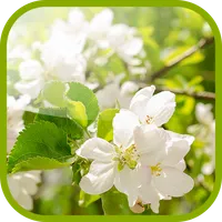 Flowering pear Wallpaper icon