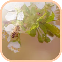 Flowering cherry Wallpaper icon