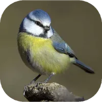 Birds of Britain icon