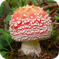 Fungi of Britain icon