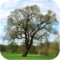 Trees of Britain icon