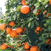 Redlands Parks icon