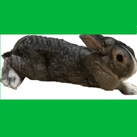 とぶとぶうさぎさんロード icon