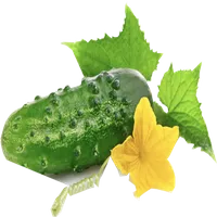 cucumber (cucumber) icon