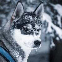Husky Memory Spiel icon