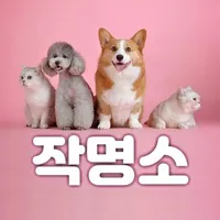 댕냥이 작명소 - 반려동물 이름 작명소 / 강아지 이름 icon