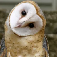 Owl Bird Sounds icon