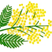 Pasticceria Mimosa icon