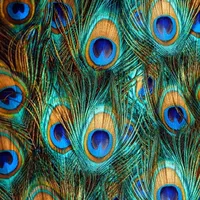 Peacock Wallpaper icon