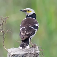 Black collared starling sounds icon