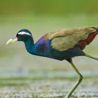 Bronze-winged jacana bird icon