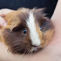 Guinea pig Sounds icon