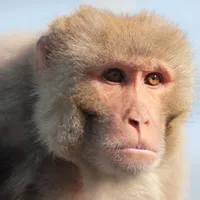 Rhesus Monkey Sounds icon