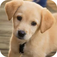 Puppies Video Wallpaper icon