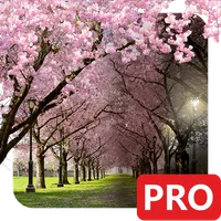 Spring Cherry Blossom Live Wal icon