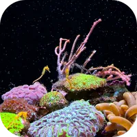Seahorse Video Live Wallpaper icon