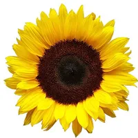 SendFlowers.pk (Online Flower  icon