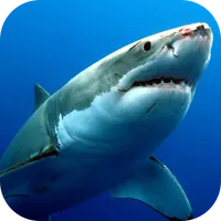 Sharks Live Wallpaper icon