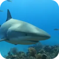 Shark Live Wallaper icon