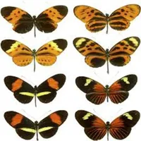 similair pic icon