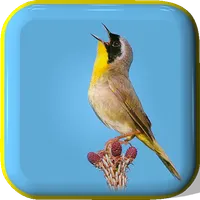 Bird Songs icon