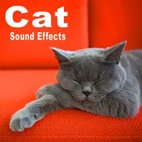 Kitten Wallpaper App icon
