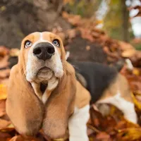 Basset Hound Wallpaper icon