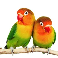 Lovebird Wallpaper icon