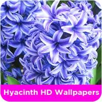 Hyacinth HD Wallpapers icon
