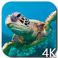 Turtle 4K Video Live Wallpaper icon