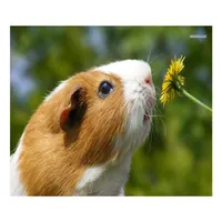 Guinea Pig Communicator icon