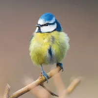 Redland Green Bird Box Survey icon