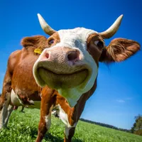 Cow Aesthetic Wallpaper icon