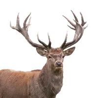 Wild Fon2 Educa - Animales sal icon