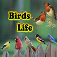 Birds Life icon