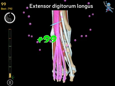 Anatomy Ninja Lower Limb screenshot 14